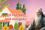 Người xưa dạy: 5 cây cảnh đẹp, có thích cũng không trồng trước nhà, cây tốt thì người suy. Là cây gì?