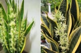 5 mẹo trồng cây lưỡi hổ ra hoa, lá xanh mướt