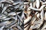 Chợ Việt có loại cá giàu canxi hơn sữa, omega-3 không thua cá hồi, giá lại rất rẻ