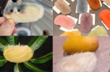 Trào lưu biến hạt xoài vứt đi thành thú cưng quý như 'cục vàng': Độc lạ và đầy thú vị!