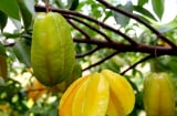 Trồng cây khế Thu Hút Tài Lộc, cây nhỏ cũng nhà vàng trao bạc. Người tuổi này cực hợp cây khế