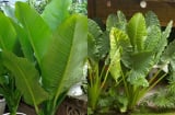 3 cây cảnh 'hút vàng', lá càng to gia chủ càng giàu, Tài Lộc Tràn Mép Cửa
