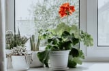 3 loại cây trồng trong nhà giúp phòng tắm thơm như nước hoa
