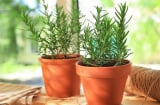 5 cây cảnh phong thủy có khả năng chữa lành 'cực đỉnh'