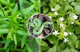 6 loại cây trồng thu hút rắn vào nhà