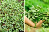 Loại rau mọc dại đầy vườn ăn bổ ngang nhân sâm, giải nhiệt mùa hè cực tốt: Được dân thành thị săn lùng mua