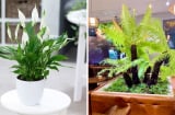 3 loại cây được ví như “điều hòa tự nhiên” giảm hẳn 50% tiền điện: Trồng 1 cây trong nhà là mát rượi