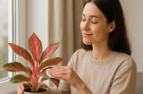 Đặt đúng 3 loại cây này ở phòng khách: Cả năm không lo thiếu tiền