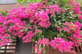 Hoa giấy nở quanh năm nhờ cách tưới nước đúng – hướng dẫn chi tiết cho người mới