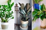 Loại cây cảnh hợp cả 5 mệnh, cân bằng ngũ hành: Đem trồng trước nhà vừa đẹp sang, hút lộc như nam châm