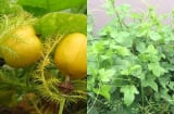 Rau dại leo bờ rào tốt um sau mưa, tưởng không ăn được lại thành Đặc Sản, quả chín vàng thơm giúp ngủ ngon