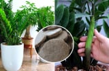 Vùi thứ này vào chậu cây Kim Tiền, chồi non lên tua tủa, cây sớm ra hoa