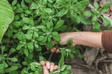 Cây dại mọc bờ bụi xưa cho gà ăn, nay thành đặc sản, chợ bán 80.000 đồng/kg