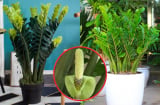 Cây Kim Tiền đón lộc thần Tài: Muốn cây xanh mơn mởn, bật chồi trổ hoa cứ làm cách này