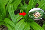 Loại rau 'siêu canxi' gấp 36 lần xương hầm, ăn mỗi ngày đỡ tốn tiền uống thuốc bổ