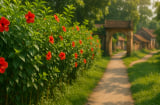 Từ hàng rào làng quê đến bàn tiệc phố thị: Cây dại dâm bụt “lên đời” thành đặc sản gây sốt