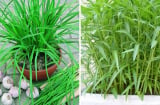 5 loại rau cắm xuống đất là sống: Trồng một lần ăn quanh năm, không cần chăm vẫn tươi tốt