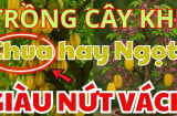 Trước cửa nên trồng cây khế Chua hay Ngọt thì tốt hơn? Hóa ra nhiều người làm sai