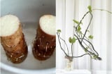 3 loại củ trong bếp trồng thành cây cảnh xinh xắn và dễ thương, lại vô cùng dễ trồng