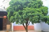 7 điều đại kỵ xuất hiện trước cửa nhà khiến gia chủ xui xẻo, dễ suy vong