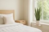 Đặt nhầm 4 cây này trong phòng ngủ, tài lộc tiêu tán, sức khỏe xuống dốc không phanh