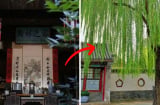 Người xưa dạy không sai: ' Trong sân tránh trồng 3 cây, trong nhà kiêng treo 3 vật', con cháu nhớ nghe theo