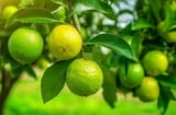 Tổ tiên dạy: Trong nhà có hai cây thì dù không giàu cũng có phước, đó là 2 cây gì?