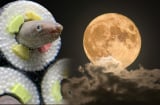 Các cụ dặn: 'Dù nghèo đến mấy cũng đừng ăn lươn ngắm trăng', vậy lươn ngắm trăng là gì?