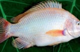 Đi chợ gặp 6 loại cá này mua ngay kẻo hết: Cá tự nhiên giá bình dân bổ như nhân sâm tổ yến