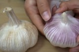 Tỏi vỏ tím hay vỏ trắng ngon hơn, để lâu không bị mọc mầm?