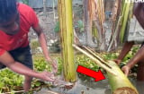 Vì sao cây chuối xanh tốt - nhiều mầm đến mấy cũng phải chặt bỏ hết sau khi lấy quả?