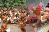 Vì sao người xưa nói: Nuôi gà không nên nuôi quá 6 năm?
