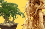 Củ đinh lăng 3, 5, 10 năm tuổi loại nào tốt hơn? Rất nhiều người còn hiểu sai điều này