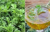 Ngải cứu không chỉ là rau ăn hằng ngày, có thể dùng trong 7 bài thuốc tốt cho cơ thể