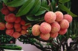 Người bị 6 bệnh này không nên ăn vải dù thèm đến mấy