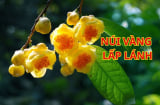 Có nên trồng cây trà hoa vàng trước nhà? Người thuộc 2 mệnh này chú ý để nhặt vàng hốt bạc giàu sang