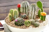 Dù thích đến đâu cũng chớ trồng loại cây này trong nhà sẽ khiến gia chủ mất tiền mất của