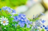 Gợi ý 3 loại cây cảnh hoa màu xanh đẹp lạ, dễ trồng, hoa nở quanh năm