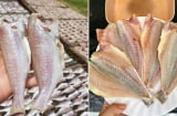 Loại cá ngày xưa chẳng ai thèm ăn, giờ thành đặc sản được xuất khẩu, tranh nhau mua