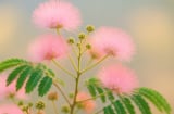 Loài cây “đám mây hồng” nở hoa 10 lần mỗi năm: Người trồng bảo nhau giữ trong nhà để tình cảm luôn êm ấm