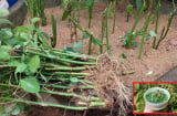 Loại rau cứ cắm xuống đất là mọc tua tủa, giàu sắt hơn thịt bò, giá chỉ 5 nghìn/bó