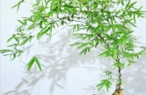 Mùa hè, trồng 5 cây cảnh này trồng nhà, giúp điều hòa không khí, mát lành, sảng khoái và sang trọng