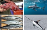 6 loại cá tưởng bổ dưỡng nhưng chứa nhiều thủy ngân: Đặc biệt loại thứ 1 nhiều người thích ăn