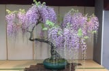3 loại cây cảnh phong thủy 'thần hộ mệnh của' phòng khách, vừa đẹp, vừa sạch, lại hút tài lộc