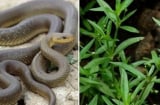 3 loại cây trồng rắn mê nhất: Muốn gia đình bình an, nên dẹp bỏ ngay!
