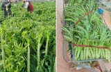 Loại rau phơi khô trông cỏ nhưng xưa là cống phẩm cho vua, nay bán giá cao vẫn được nhiều người săn lùng