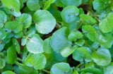Loại rau siêu thực phẩm chống ung thư, tốt cho tim mạch và xương khớp, bán nhiều ở chợ Việt chỉ 10 nghìn đồng/mớ