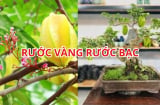 Mẹo trồng cây khế phong thủy sai hoa trĩu quả, rước vàng rước bạc vào nhà