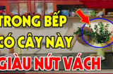 Nhà có 3 loại cây thơm này: Điềm lành sắp tới, đừng dại nhổ đi