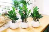 Trồng 5 loại cây này trong nhà, tài lộc kéo về ào ào cả năm